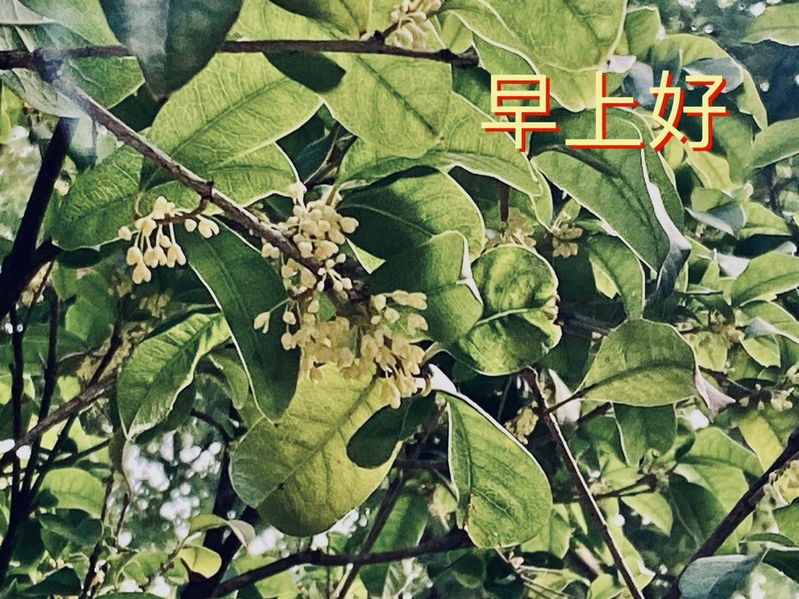 桂花香：桂花的多種應用，從傳統(tǒng)中藥到現(xiàn)代食品工業(yè)，桂花香 觀賞魚論壇