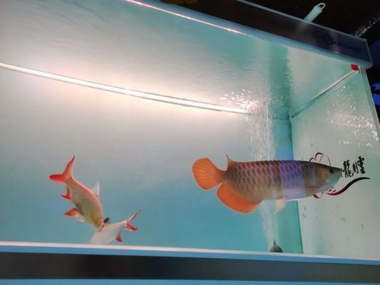 內(nèi)江水族批發(fā)市場 全國觀賞魚市場 第5張