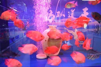 孝感水族批發(fā)市場(chǎng)：孝感水族批發(fā)市場(chǎng)在哪里 全國(guó)觀賞魚市場(chǎng) 第3張