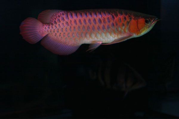 印尼辣椒紅龍魚(yú)：印尼辣椒紅龍魚(yú)價(jià)格波動(dòng)原因如何辨別印尼辣椒紅龍魚(yú) 紅龍魚(yú)百科 第3張