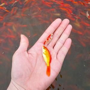 紅龍魚(yú)吃什么牌子的飼料好養(yǎng)：幾個(gè)備受推崇的紅龍魚(yú)飼料品牌 紅龍魚(yú)百科 第3張