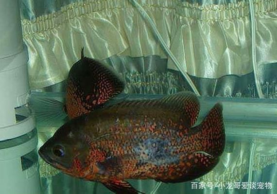 金龍魚 怎么樣：如何正確地為金魚選擇魚缸？ 水族問答 第2張