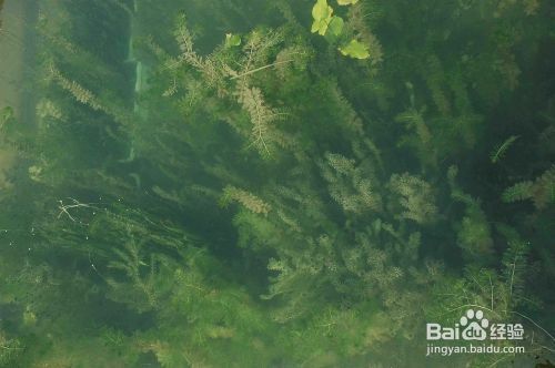 龍魚(yú)的做法有哪些菜：龍魚(yú)的幾種烹飪方法 龍魚(yú)百科 第1張