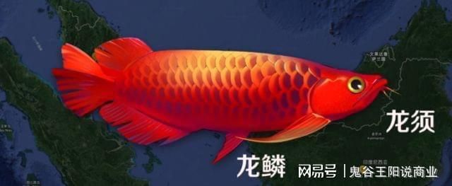 龍魚割雙眼皮：割雙眼皮手術(shù)的風(fēng)險有哪些？ 龍魚百科 第3張