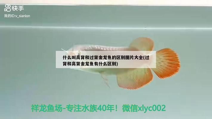 什么叫過背金龍魚圖片：過背金龍魚與紅龍魚區(qū)別如何辨別過背金龍魚品質(zhì)