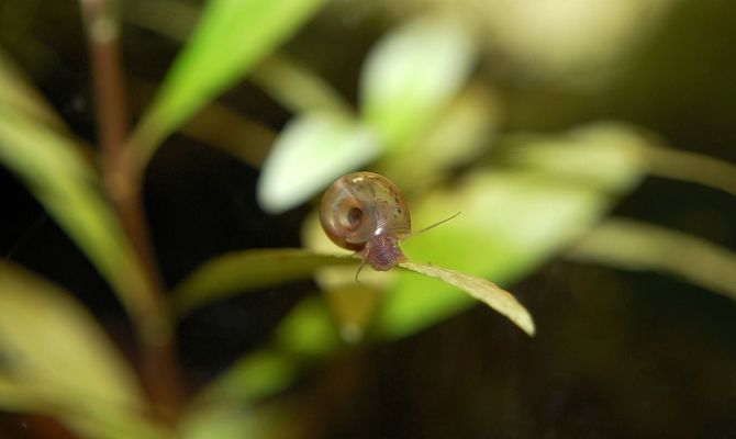 濮陽(yáng)水族批發(fā)市場(chǎng)：濮陽(yáng)水族批發(fā)市場(chǎng)在哪里有賣(mài) 全國(guó)觀賞魚(yú)市場(chǎng) 第6張