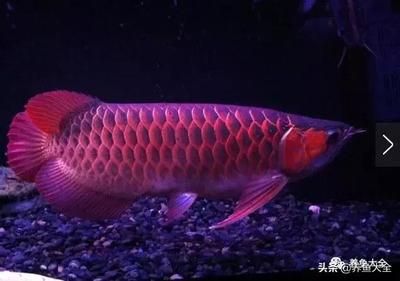 紅龍魚(yú)金龍魚(yú)銀龍魚(yú)的寓意是什么：紅龍、金龍和銀龍這三種魚(yú)在中國(guó)文化中具有深厚寓意 紅龍魚(yú)百科 第1張