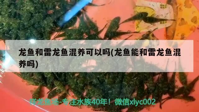 雷龍魚和紅龍魚混養(yǎng)可以嗎：雷龍魚和紅龍魚可以混養(yǎng)但需注意多種因素以確保和諧共生 紅龍魚百科 第2張