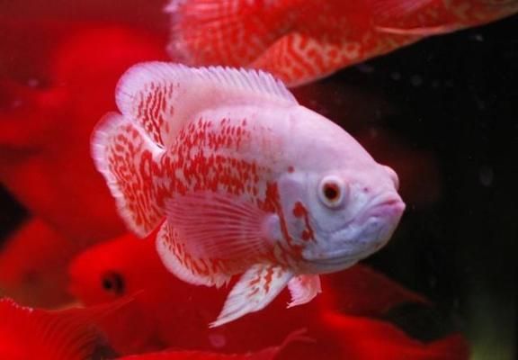 金龍魚1:1:1比：如何正確使用金龍魚1:1:1比的油？ 水族問答