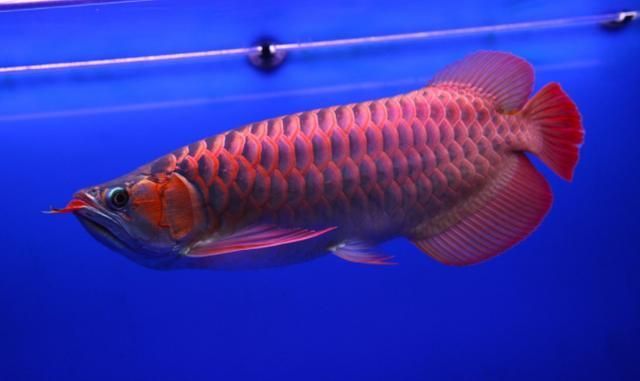 新加坡半號(hào)紅龍魚(yú)是什么魚(yú)種：新加坡半號(hào)紅龍魚(yú)怎么樣？ 紅龍魚(yú)百科 第3張