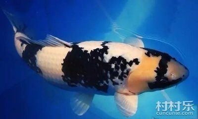 金龍魚10升多少斤：金龍魚10升的容量相當于多少斤？ 水族問答 第2張