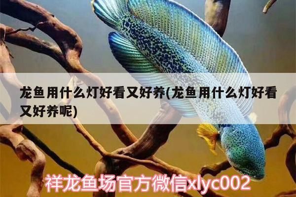 滄州水族館：滄縣滄州水族館 全國(guó)觀賞魚市場(chǎng) 第4張