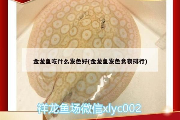 過背金龍魚喂什么發(fā)色好：關(guān)于過背金龍魚的飼料選擇 金龍魚百科 第2張