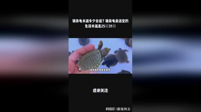 豬鼻龜水溫24度能養(yǎng)么嗎：豬鼻龜水溫多少度適合飼養(yǎng) 豬鼻龜百科 第7張