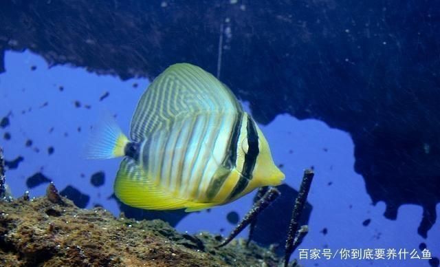 魚缸水質(zhì)檢測最佳時間：魚缸水質(zhì)檢測最佳時間通常是在一天中的不同時間段進(jìn)行