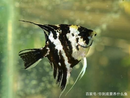 魚(yú)缸水質(zhì)檢測(cè)最佳時(shí)間：魚(yú)缸水質(zhì)檢測(cè)最佳時(shí)間通常是在一天中的不同時(shí)間段進(jìn)行 魚(yú)缸百科 第1張