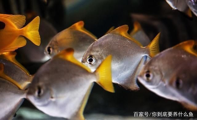 魚(yú)缸水質(zhì)檢測(cè)最佳時(shí)間：魚(yú)缸水質(zhì)檢測(cè)最佳時(shí)間通常是在一天中的不同時(shí)間段進(jìn)行 魚(yú)缸百科 第5張