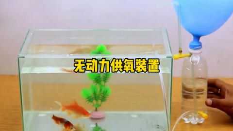 魚缸簡易供氧裝置：簡易魚缸供氧裝置 魚缸百科 第3張