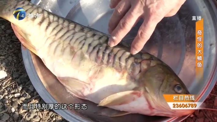 金龍魚1比1的利與弊：金龍魚1比1的利是什么？ 水族問答