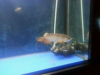 金龍魚1比1多少錢：金龍魚1比1的價(jià)格大約是多少人民幣購買金龍魚時(shí)需要注意些什么