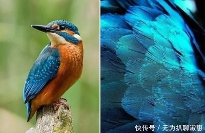 金龍魚1年能長多長：關(guān)于金龍魚的問題 水族問答 第1張