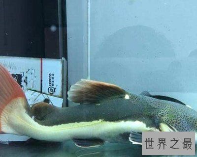 混養(yǎng)招財貓魚注意事項：如何判斷招財貓魚健康狀況 龍魚百科 第1張