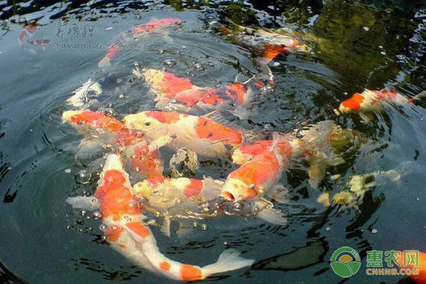 金龍魚(yú)幼魚(yú)活餌疾病預(yù)防：金龍魚(yú)幼魚(yú)活餌疾病預(yù)防是水產(chǎn)養(yǎng)殖中的一個(gè)重要環(huán)節(jié) 金龍魚(yú)百科 第4張