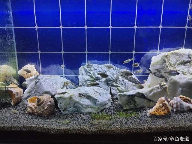 小魚(yú)缸安裝步驟視頻教程：小魚(yú)缸安裝步驟視頻教程：小魚(yú)缸安裝步驟視頻教程 魚(yú)缸百科 第1張