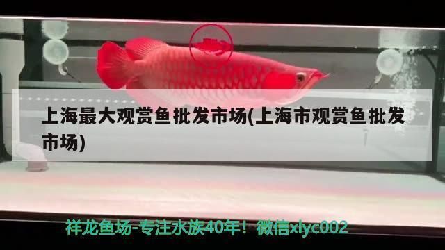 上海觀賞魚批發(fā)市場 全國觀賞魚市場 第4張