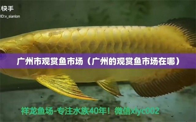 廣州觀賞魚批發(fā)市場：廣州觀賞魚批發(fā)市場在哪里 全國觀賞魚市場 第7張