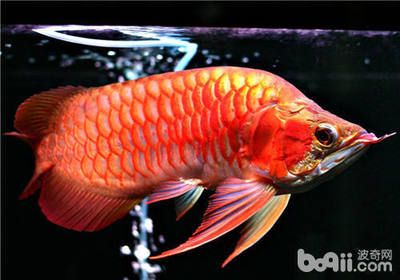 龍魚容易養(yǎng)死嗎為什么：龍魚容易死亡的原因 龍魚百科 第4張