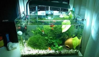 魚缸過濾器哪家好：魚缸過濾器品牌性價比對比魚缸過濾器品牌性價比對比 魚缸百科 第5張