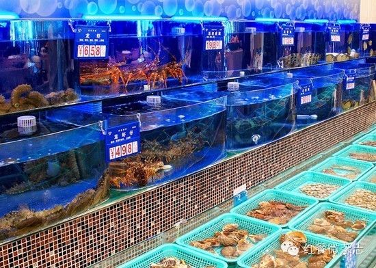 金龍魚20cm魚苗吃什么：20cm的金龍魚幼苗應該吃什么，金龍魚幼苗的飲食指南 水族問答 第1張