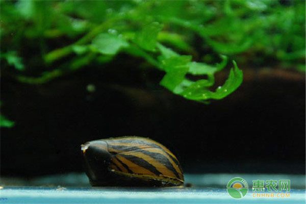 金龍魚20斤面價格是多少：金龍魚20斤面的價格因地區(qū)和購買渠道的不同而有差異 水族問答