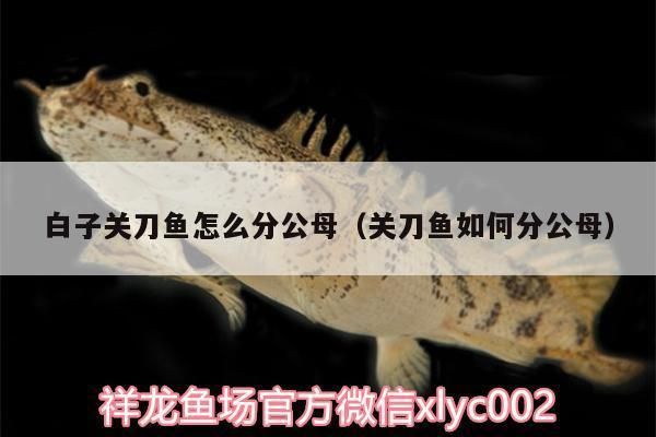 金龍魚20厘米用多大魚缸養(yǎng)好：金龍魚需要多大的魚缸來養(yǎng)好， 水族問答 第1張