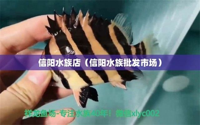 信陽水族批發(fā)市場：信陽水族批發(fā)市場在哪里)上海水族批發(fā)市場在哪里 全國觀賞魚市場 第4張