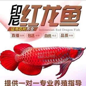 純血紅龍魚和辣椒紅龍魚區(qū)別：純血紅龍魚與辣椒紅龍魚的區(qū)別 紅龍魚百科 第3張