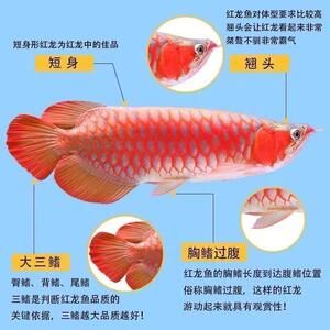 純血紅龍魚和辣椒紅龍魚區(qū)別：純血紅龍魚與辣椒紅龍魚的區(qū)別 紅龍魚百科 第2張