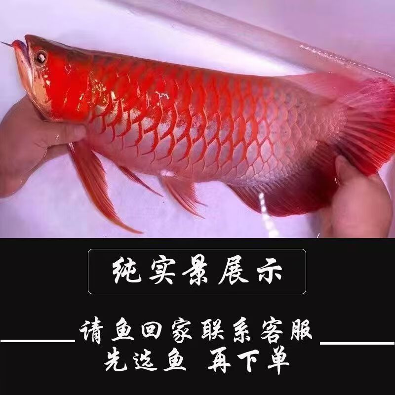 純血紅龍魚和辣椒紅龍魚區(qū)別：純血紅龍魚與辣椒紅龍魚的區(qū)別 紅龍魚百科 第5張