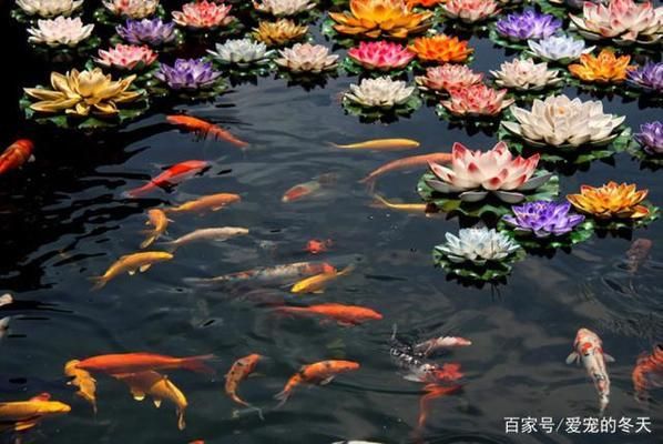 金龍魚30公分沒珠鱗：關(guān)于金龍魚30公分沒珠鱗的問題 水族問答 第1張