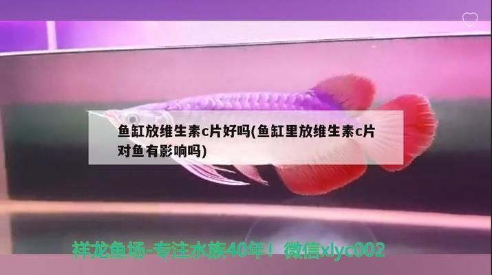 魚缸里放vc起什么作用：維生素c對(duì)魚體健康的具體影響 魚缸百科 第2張