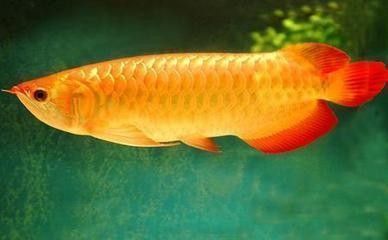 龍魚飼料品牌推薦圖片高清版：龍魚飼料品牌推薦 龍魚百科 第4張