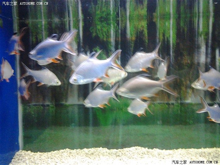 邯鄲水族館：邯鄲水族館——邯鄲第一家集觀賞性、趣味性、知識性、新奇創(chuàng)意于一體的海洋奇幻