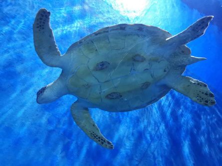 邯鄲水族館：邯鄲水族館——邯鄲第一家集觀賞性、趣味性、知識(shí)性、新奇創(chuàng)意于一體的海洋奇幻 全國(guó)觀賞魚市場(chǎng) 第8張