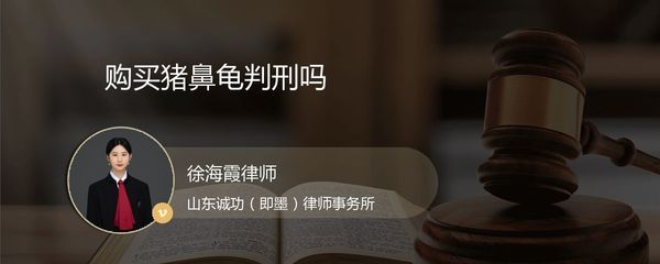 豬鼻龜判刑 豬鼻龜百科 第5張