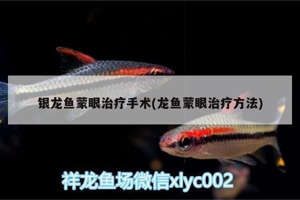 銀龍魚蒙眼會死嗎：銀龍魚蒙眼會導致死亡嗎 龍魚百科 第2張