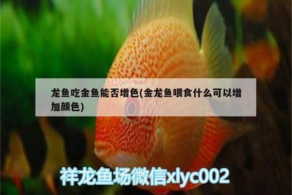 龍魚吃金魚能否增色：龍魚吃金魚能否增色，龍魚增色的自然方法有哪些