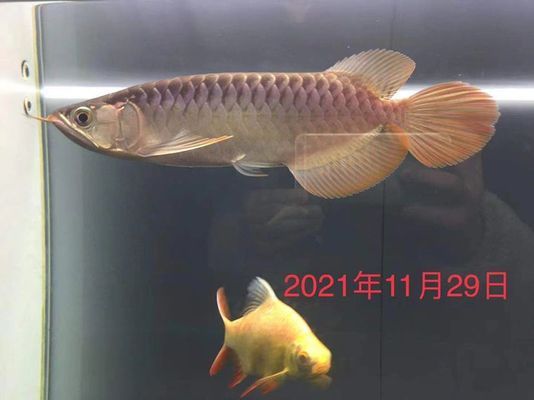 香港魚缸批發(fā)市場(chǎng)：金龍魚菜籽油是哪個(gè)牌子 全國觀賞魚市場(chǎng) 第1張