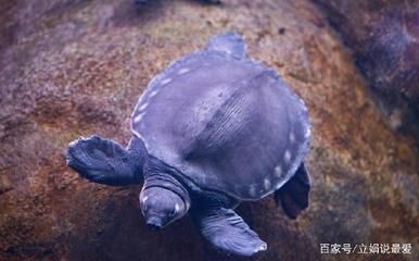 豬鼻龜可以和什么一起養(yǎng)：豬鼻龜和什么魚可以混養(yǎng) 豬鼻龜百科 第3張