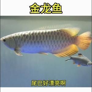 吳忠觀賞魚批發(fā)市場(chǎng)：北京觀賞魚批發(fā)市場(chǎng)地址在哪里吳忠觀賞魚市場(chǎng)地址在哪里